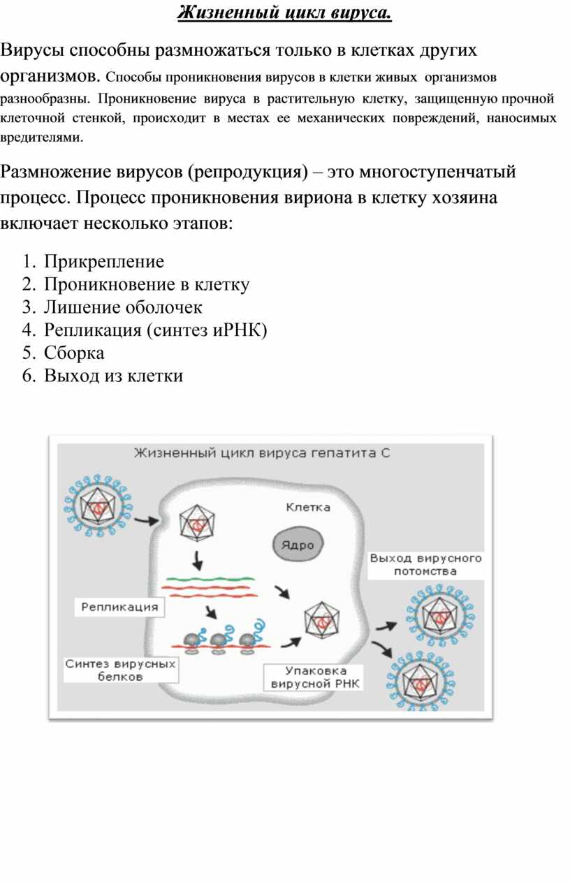 Схема жизненного цикла вируса