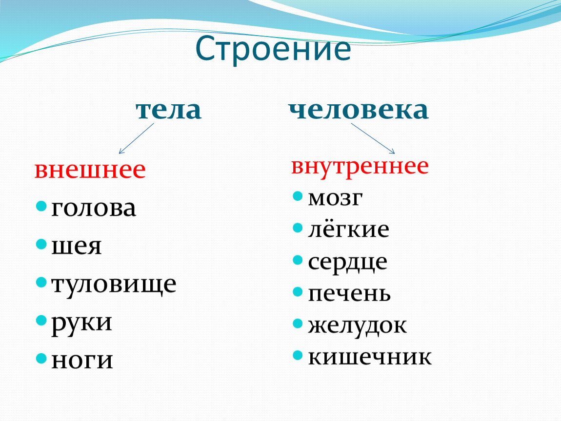 Строение человека 2 класс окружающий мир презентация