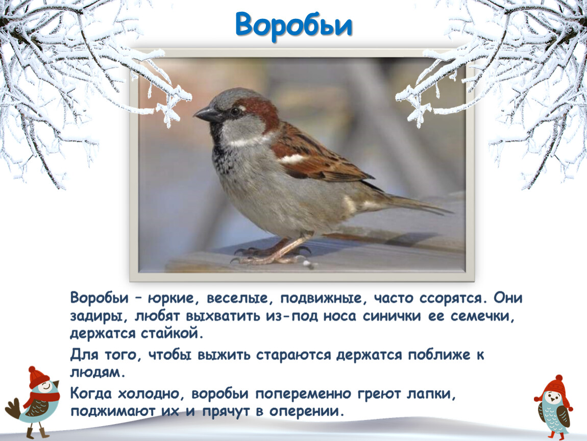 Воробьи Воробьи – юркие, веселые, подвижные, часто ссорятся