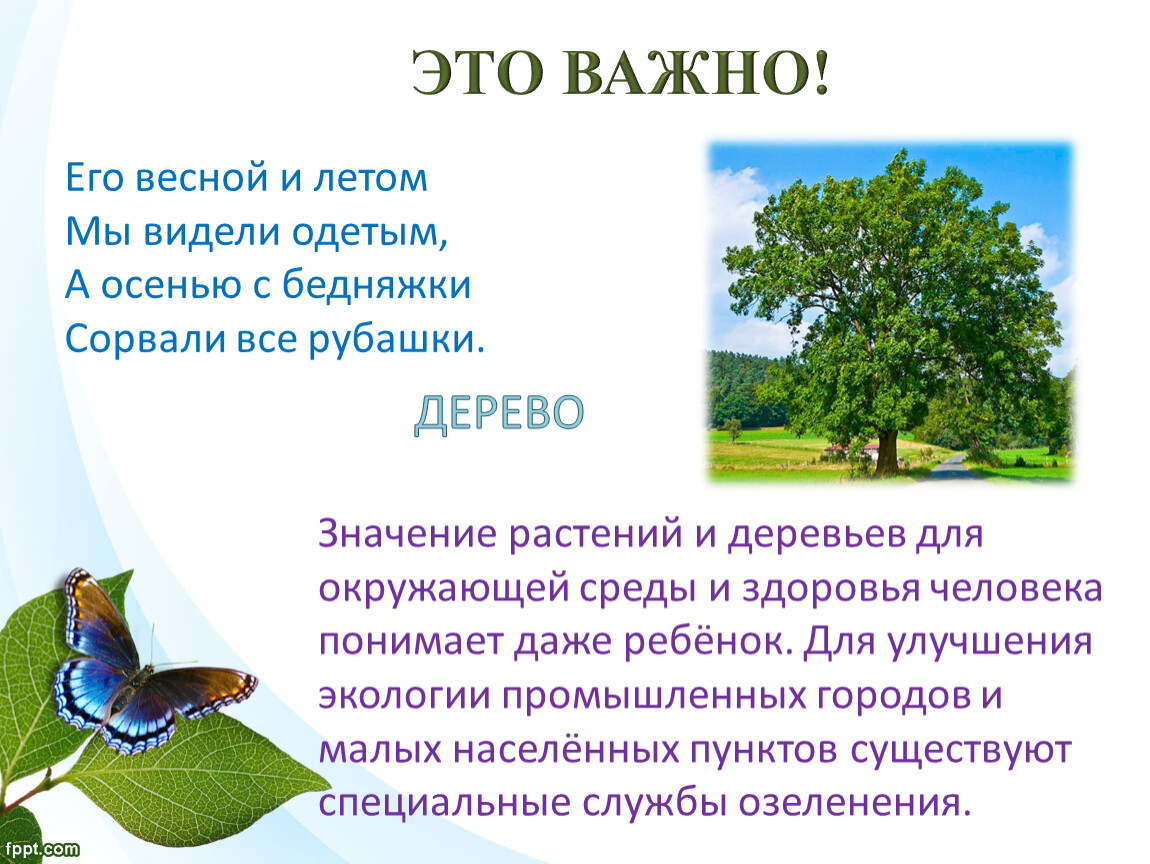 ЭТО ВАЖНО! Его весной и летом Мы видели одетым,
