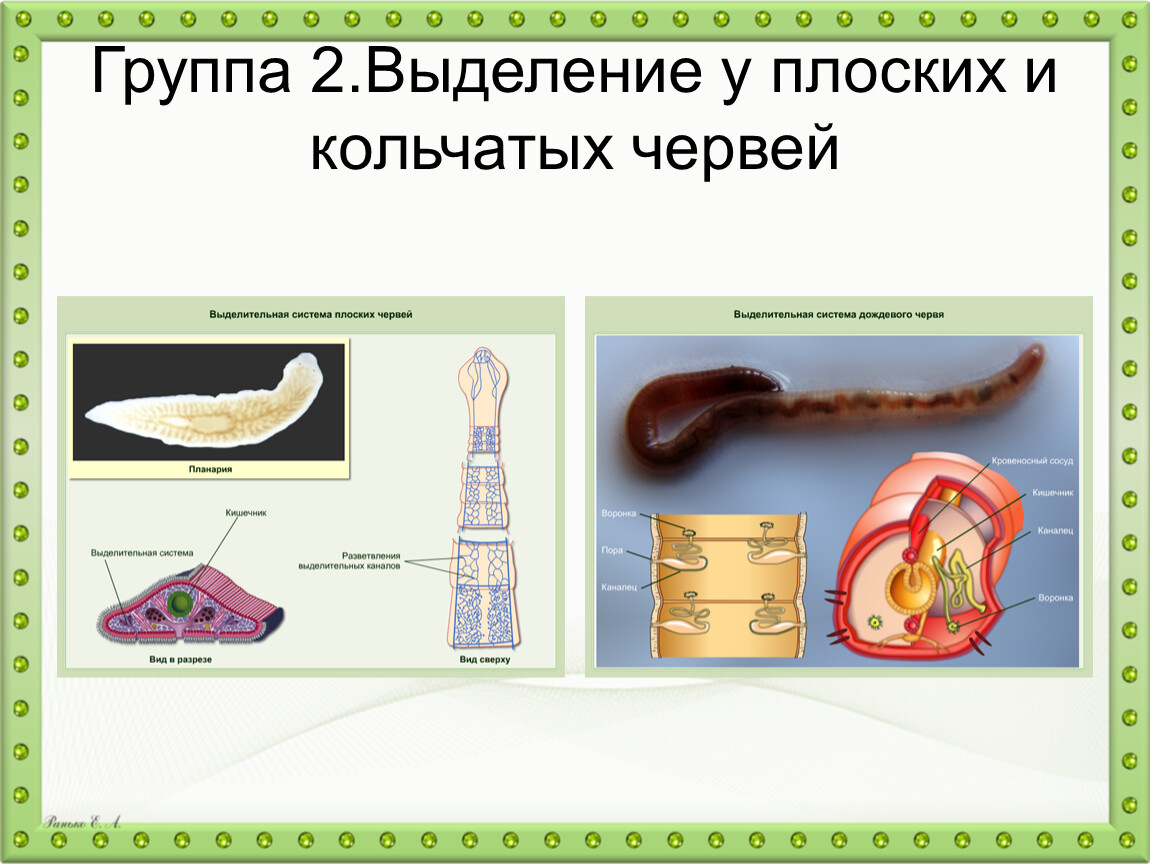 Органы выделительной системы червя. Выделение кольчатых червей. Выделение плоских червей. Продукт выделения у плоских червей.