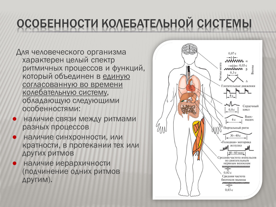 Системы органов человека состав и функции. Особенности колебательной системы. Системы организма человека. Системы тела человека. Колебания в организме человека.