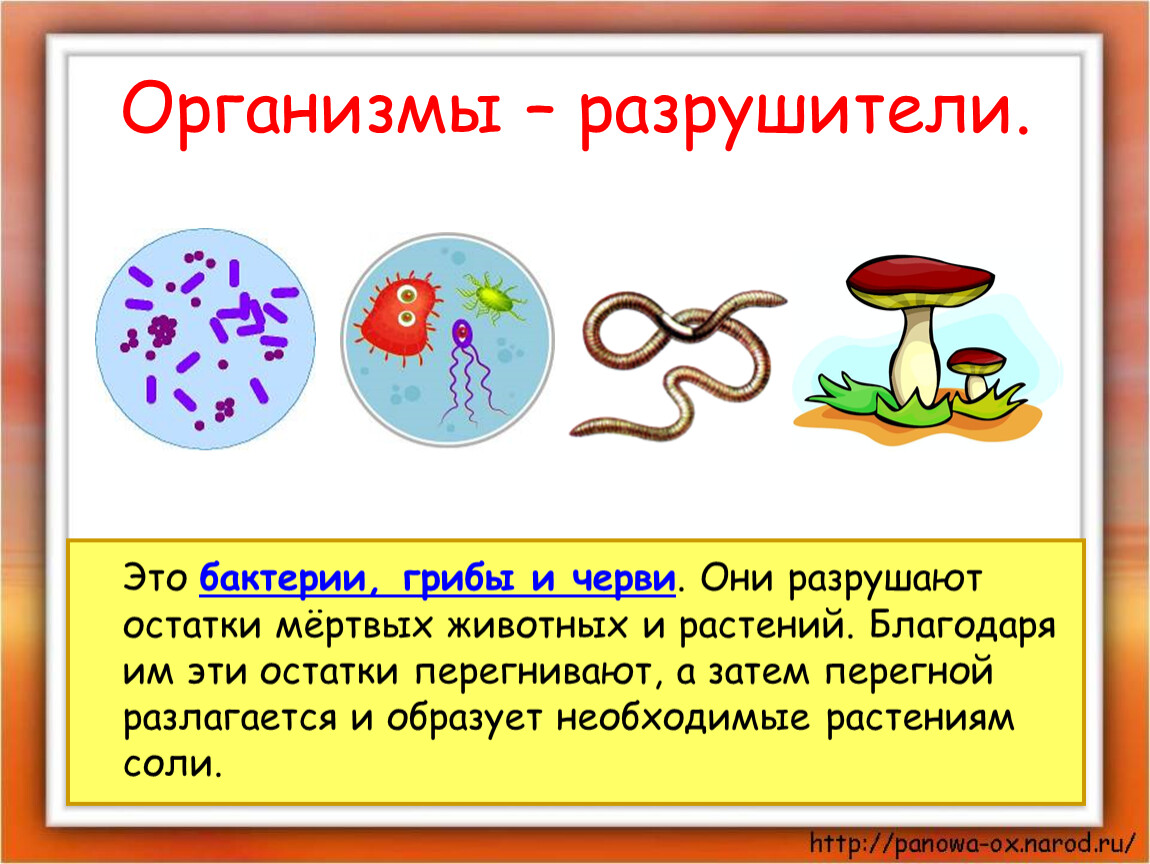 Бактерии и грибы составляют в экосистеме группу. Организмы Разрушители. Организмы Разрушители 3 класс. Грибы и бактерии Разрушители. Разрушители микроорганизмов.