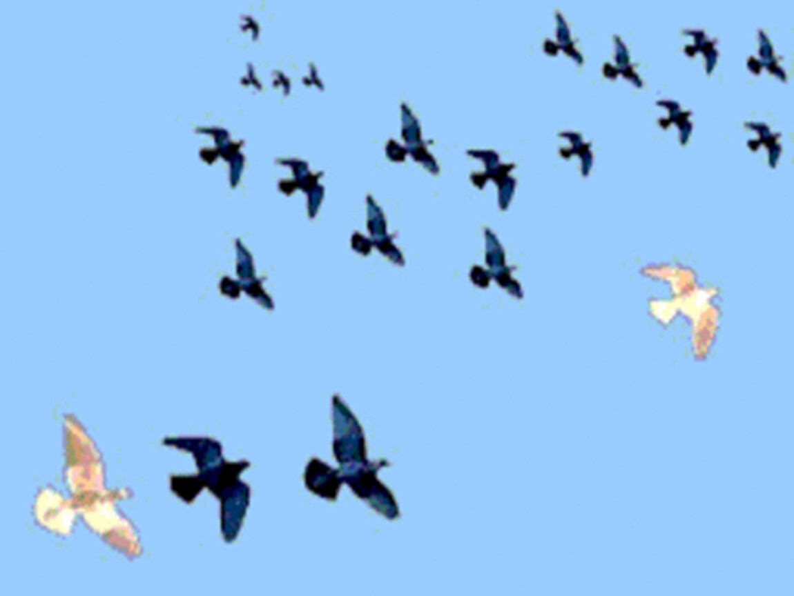 Птичка 1 час. Птички летают. Анимированные птицы. Перелетные птицы анимация. Летающие весенние птицы для детей.