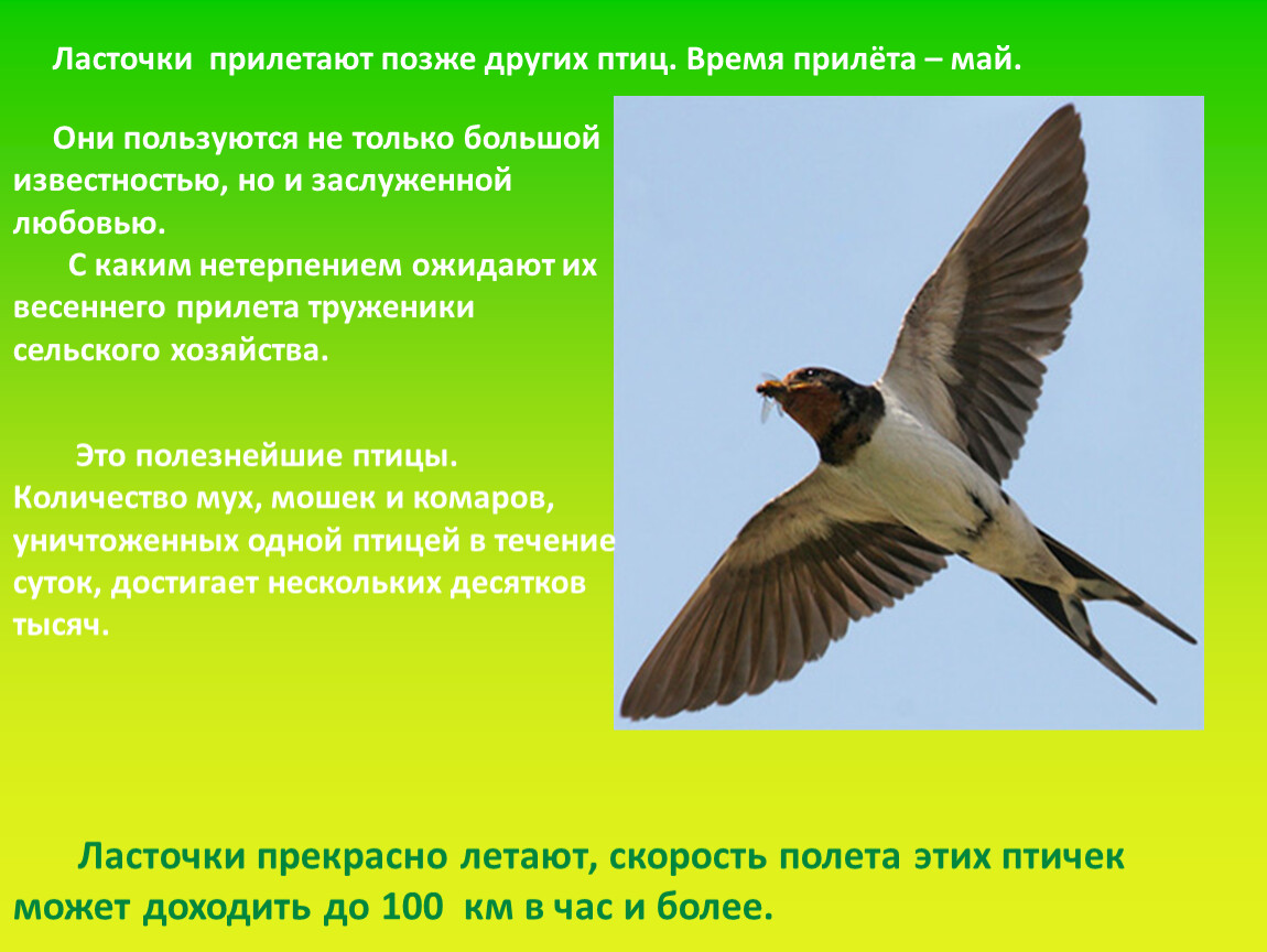 Доклад о перелетных птицах. Ласточки прилетели. Презентация весенние птицы. Весенние птицы Ласточка. Прилетают птицы ласточки.