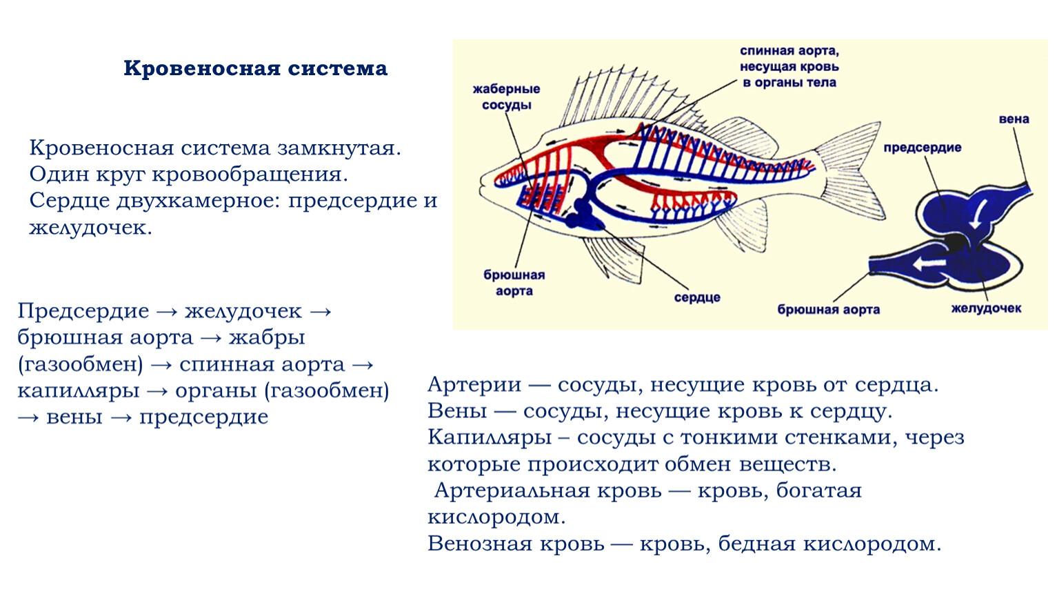 Особенности внутреннего строения рыб. 17. Надкласс рыбы. Особенности внешнего и внутреннего строения.. Особенности рыбы вариолы. Особенности Рыбазмей.