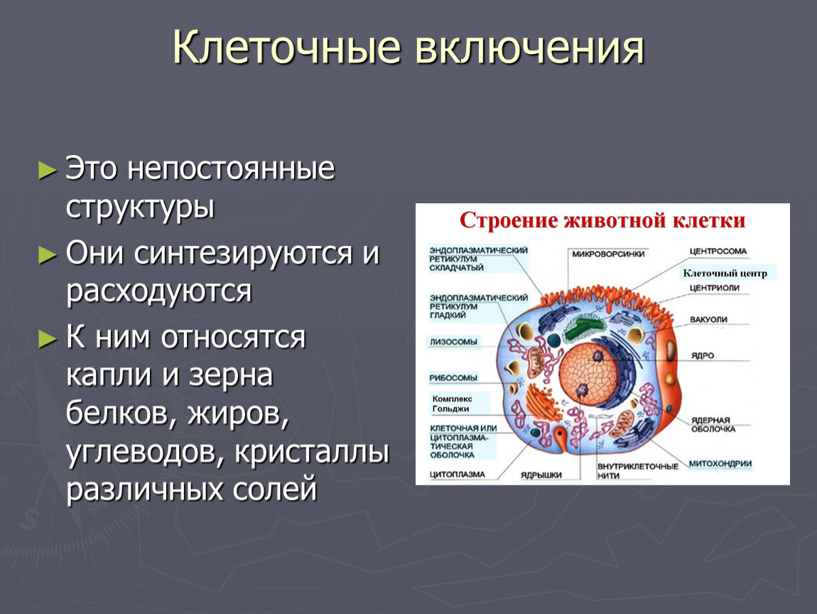 Включения это. Строение животной клетки включения. Включения растительной клетки таблица. Органоиды включения строение и функции. Включения животной клетки функции.