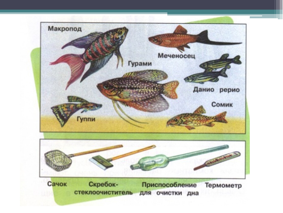 Животные животного уголка 2 класс окружающий мир. Предметы для ухода за аквариумными рыбками. Животные живого уголка 2 класс окружающий мир. Предметы для ухода за животными живого уголка рыбки. Уход за животными живого уголка.