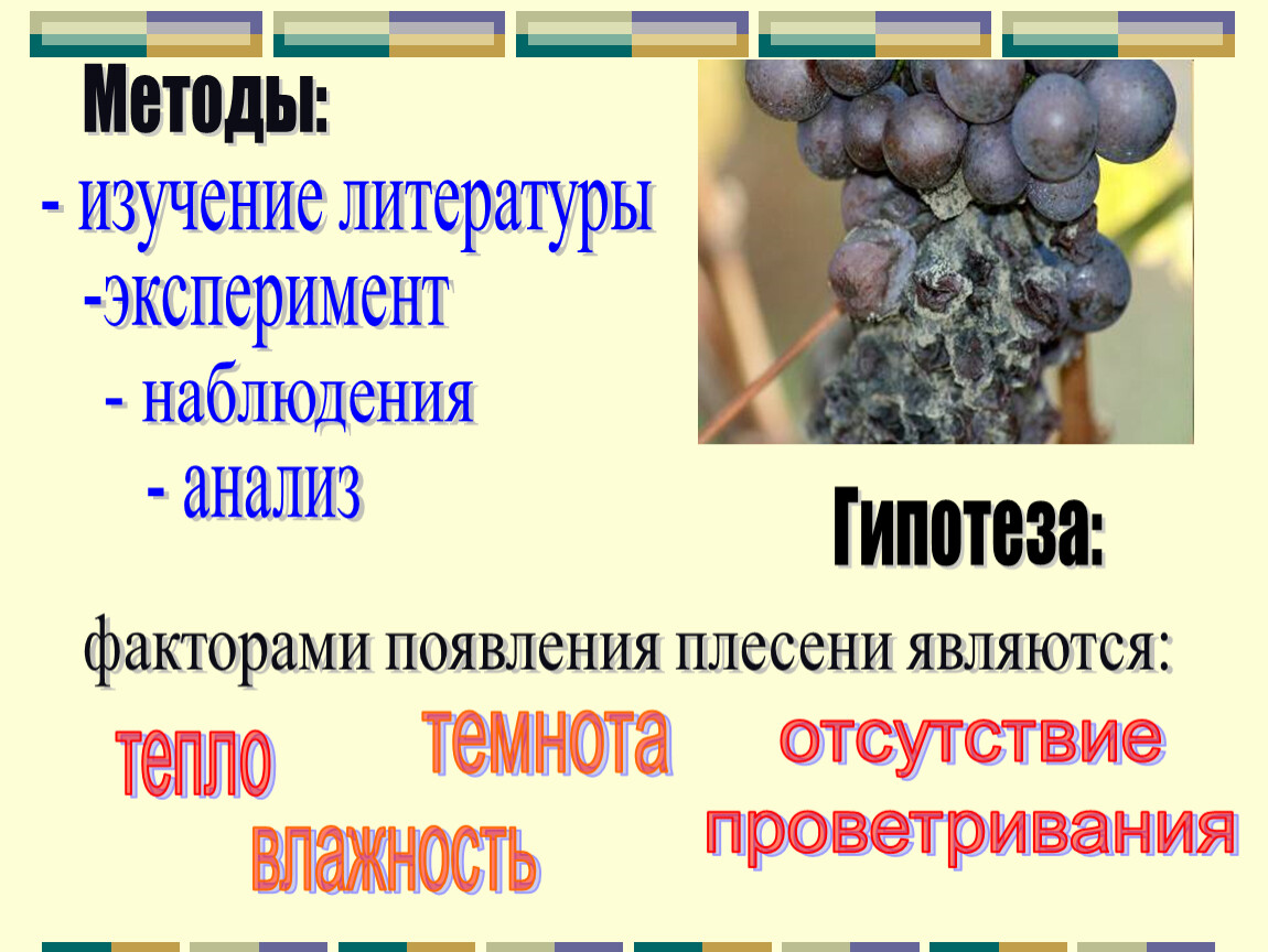 Условия для развития плесени биология 6. Условия появления плесени. Проект про плесень 6 класс.