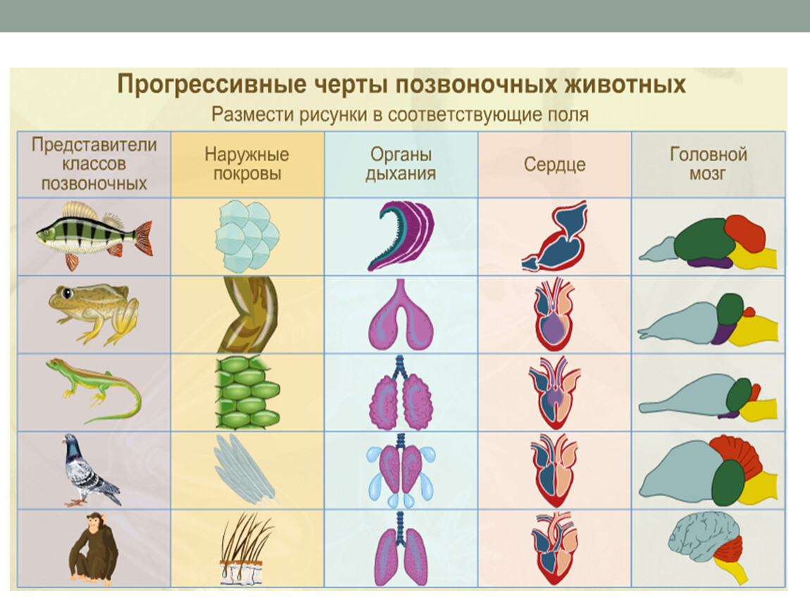 Эволюция мозга у позвоночных животных