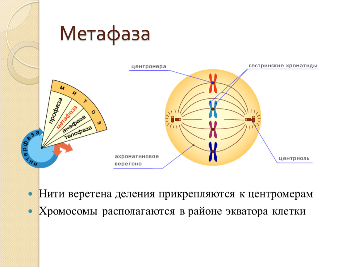 Деление метафазы. Нити веретена деления функции. Метафаза 1. Веретено деления …. Метафаза результат процесса. Митоз нити веретена деления.