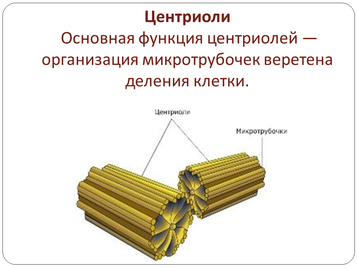 Признаки клеточного центра