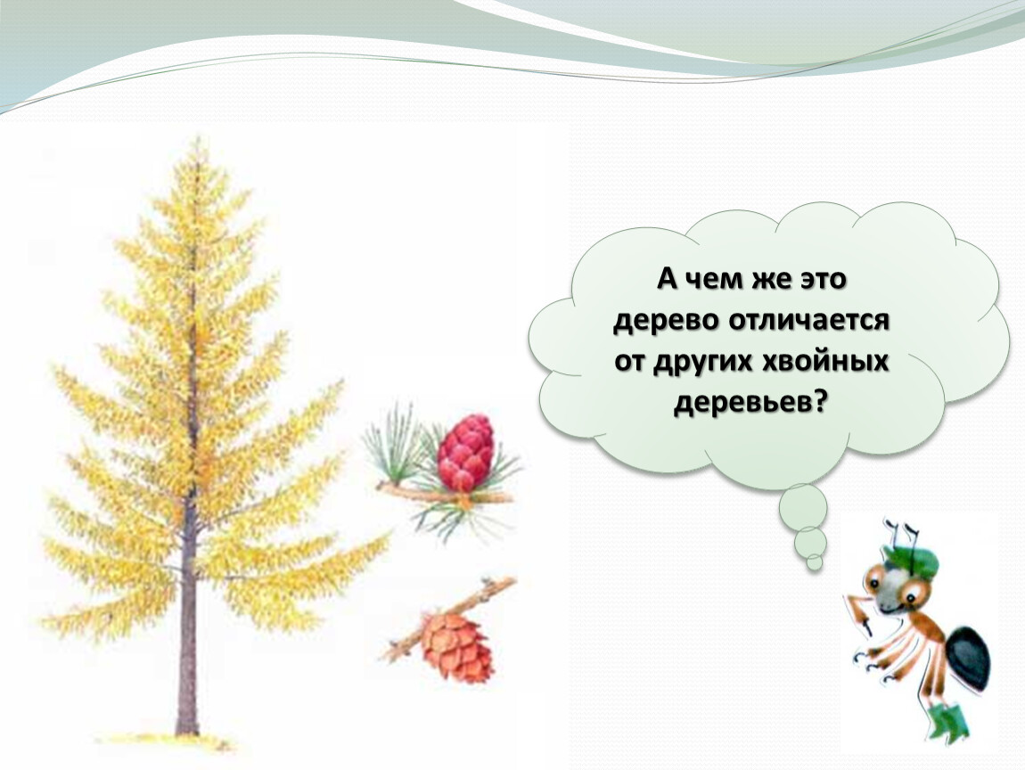 Что такое хвоинки 1 класс окружающий мир. Что такое хвоинки. Что такое хвоинки презентация. Функция хвоинки. Что такое хвоинки 2 класс.