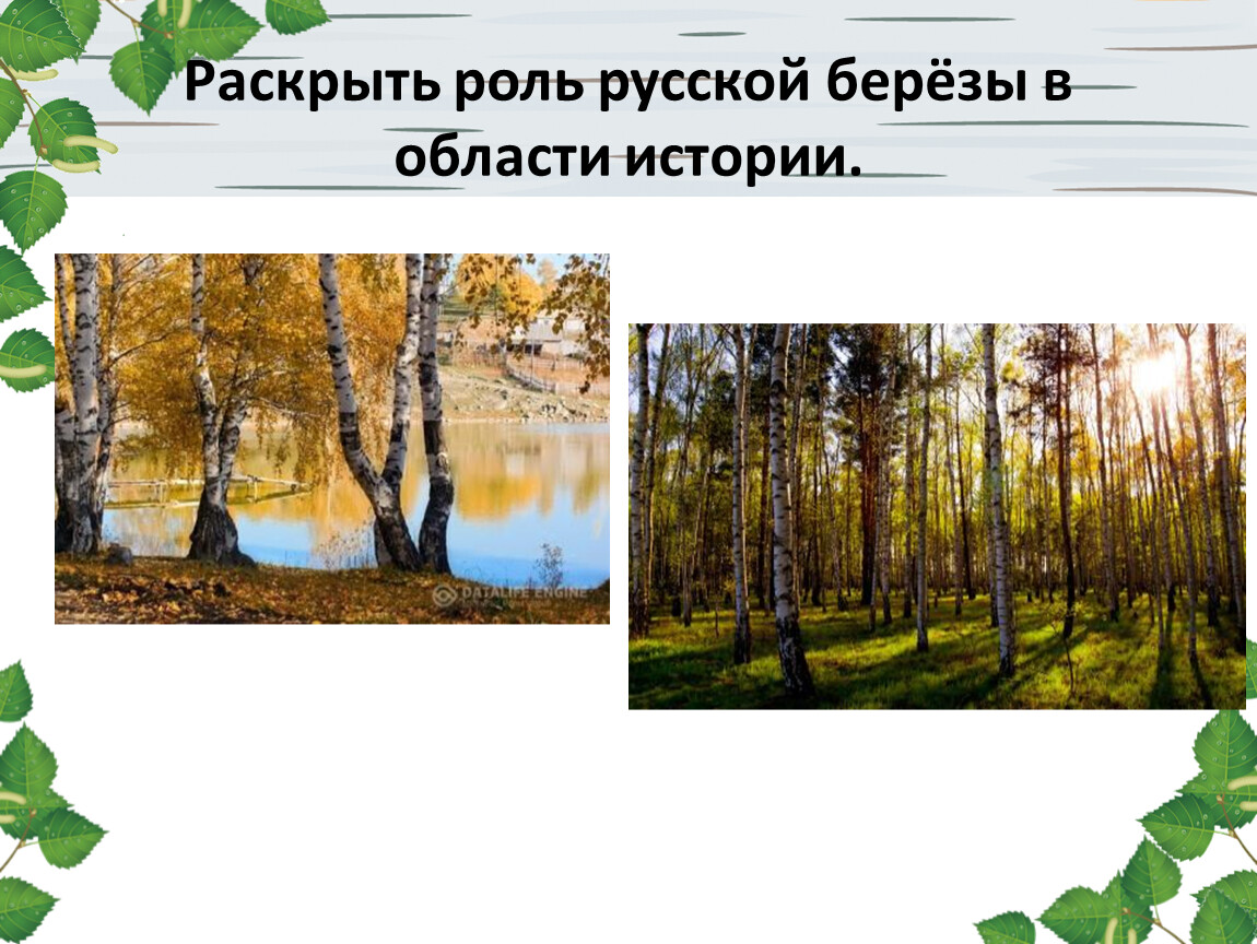 Презентация береза символ россии для начальной школы