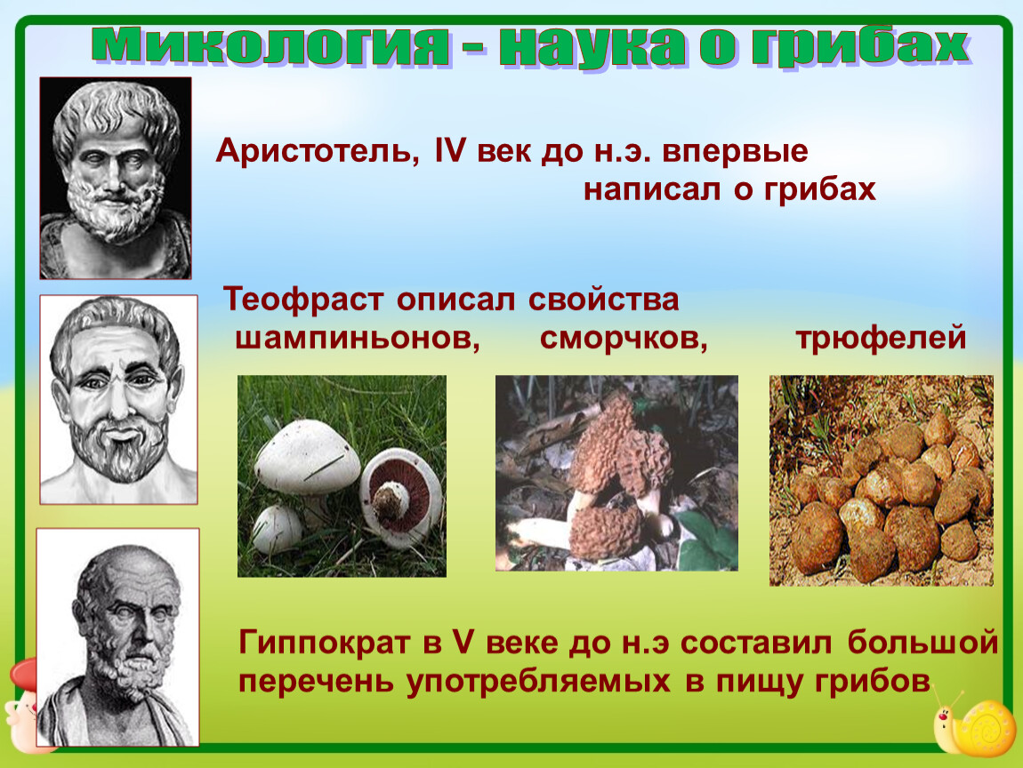 Наука которая изучает грибы. Микология наука о грибах. Аристотель о грибах. Изучение грибов наука. Микология презентация.