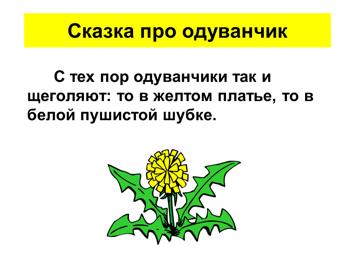 Одуванчик словарное слово в картинках