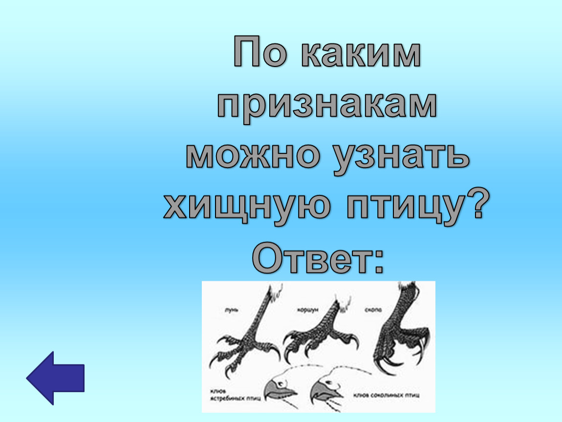 Хищные птицы признаки. Птичьи как проверить. Хищные птицы доклад.