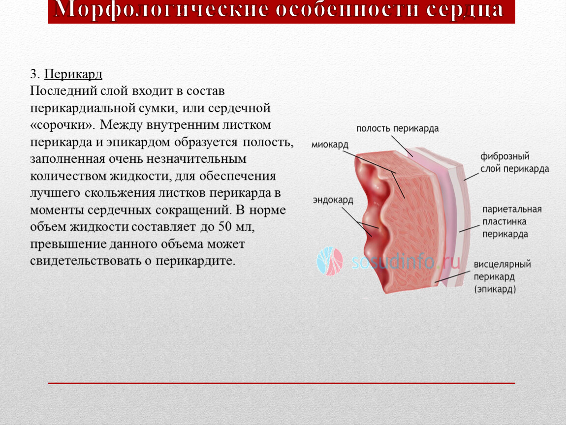 Выберите слои сердца. Перикард строение и функции. Полость сердечной сорочки.