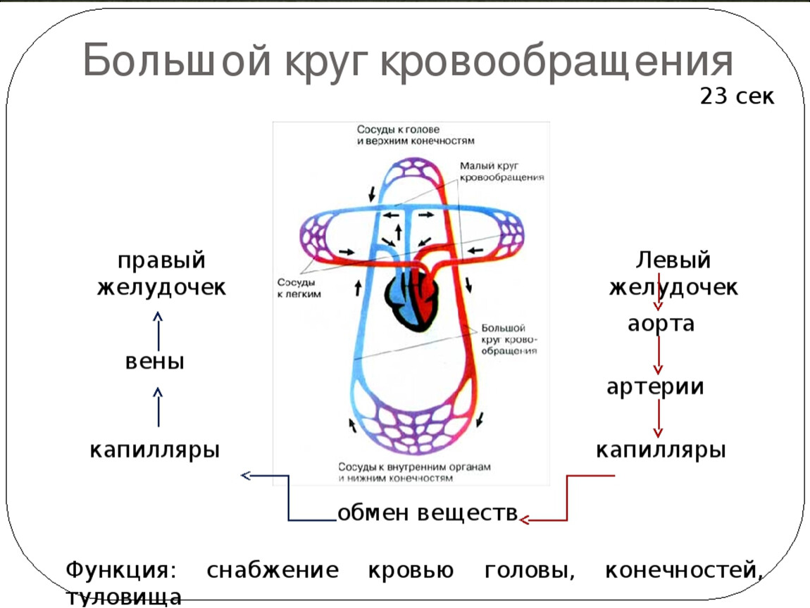 Круги кровообращения список. Схема большого и малого круга кровообращения человека. Малый круг кровообращения схема. Схема малого круга кровообращения. Большой и малый круги кровообращения у человека анатомия.