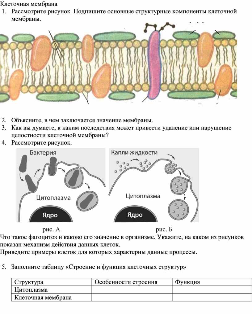 Рисунок клеточной оболочки. Основные функции наружной клеточной мембраны схема. Схема строения клеточной мембраны. Строение мембраны клетки. Клеточная мембрана рисунок.