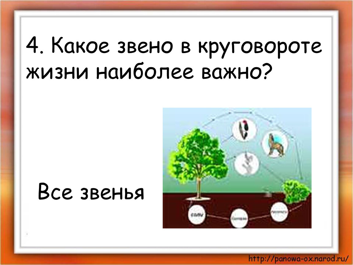 Окружающий мир великий круговорот жизни. Какое звено в круговороте жизни наиболее важно. Какоемзвено в уругоыороте жизни самое важное. Звенья круговорота жизни. Звенья круговорота жизни 3 класс.