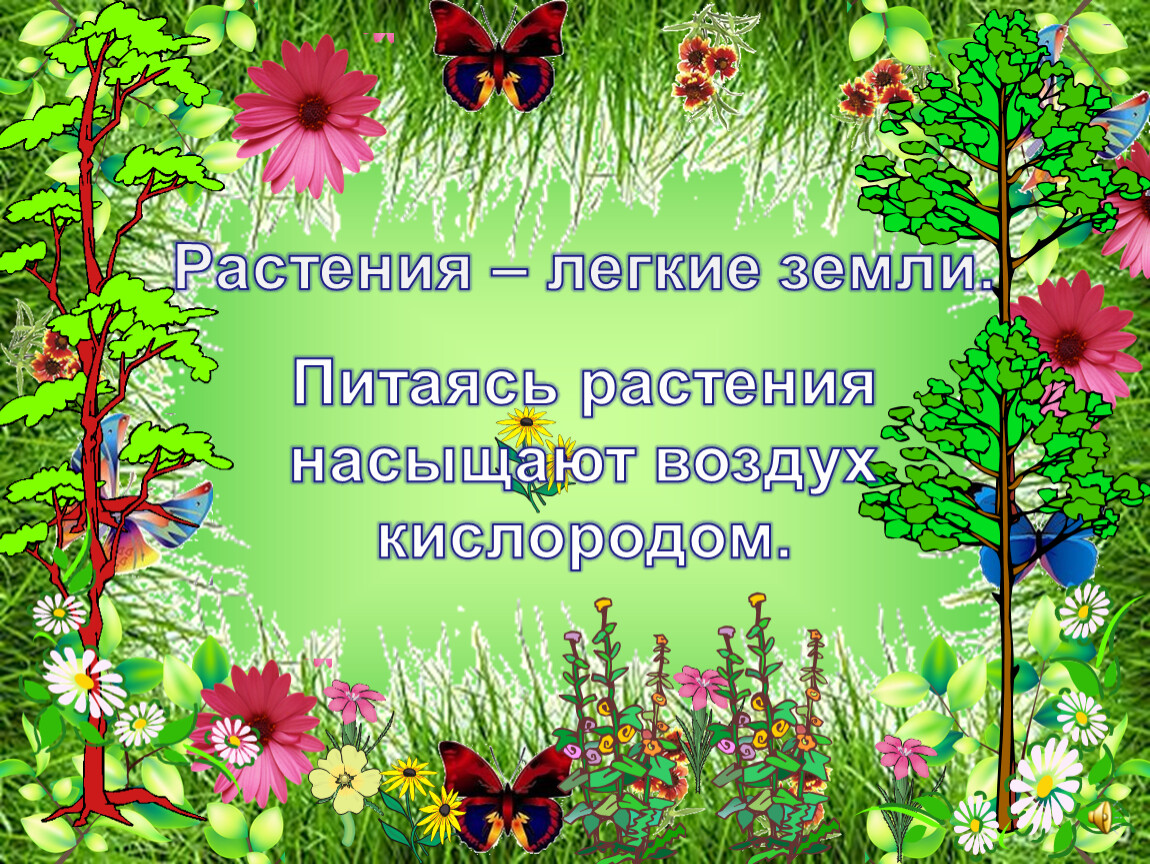 Растения легкие природы. Растения легкие земли. Растения насыщают воздух кислородом. Растения питающиеся воздухом. Растения на участке насыщающие воздух.