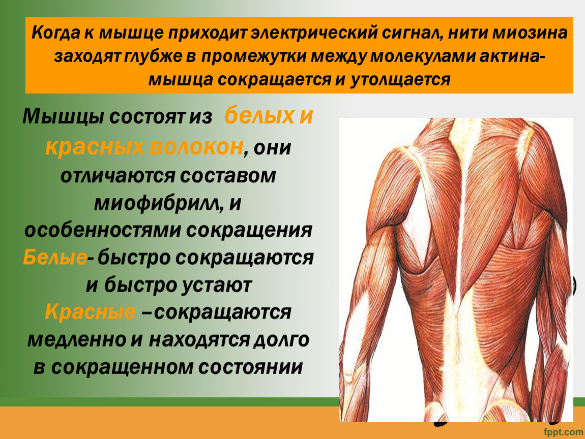 Функция каждой мышцы. Строение мышцы. Мышцы презентация. Презентация мышцы человека 8 класс. Строение мышц 8 класс биология.