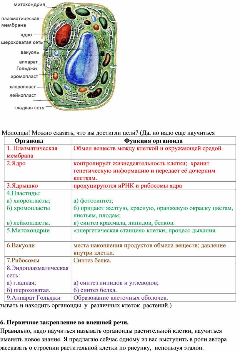 Органоиды клетки список