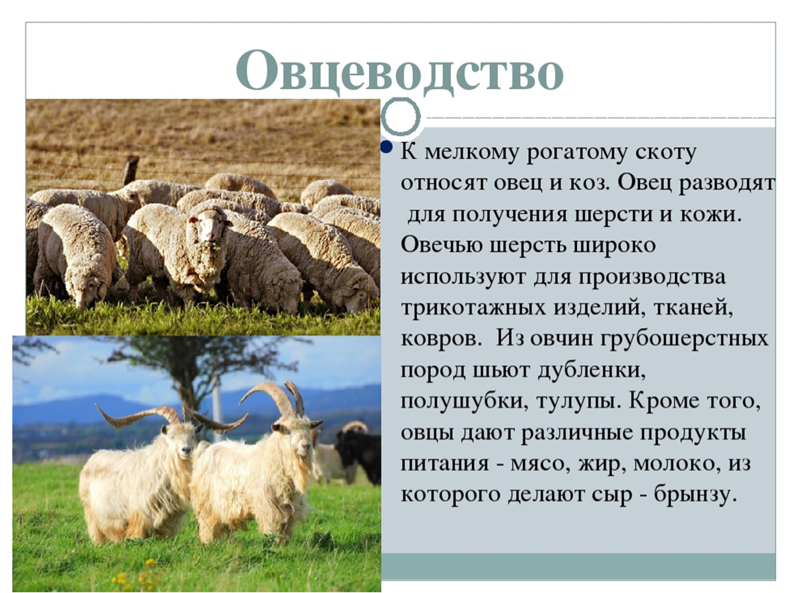 Каких животных разводят в московской области. Животноводство отрасль овцеводство 4 класс. Разведение мелкого рогатого скота. Овцеводство проект 3 класс окружающий мир. Сообщение о овце.
