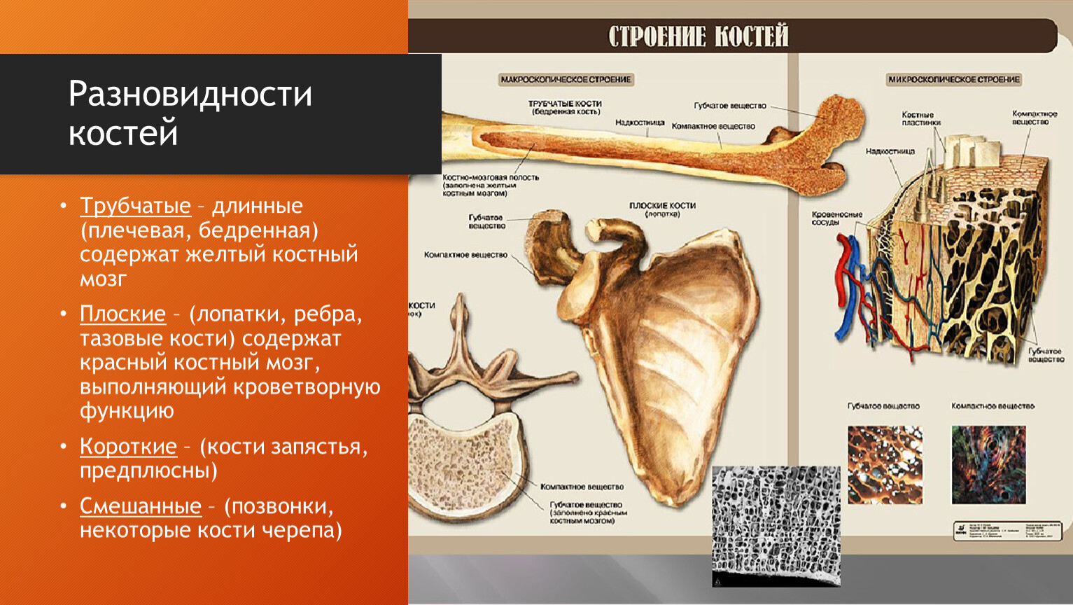 Какие функции выполняют трубчатые кости. Подвиды костей. Виды костей трубчатые длинные плечевая бедренная. Классификация костей человека. Строение костей человека анатомия.