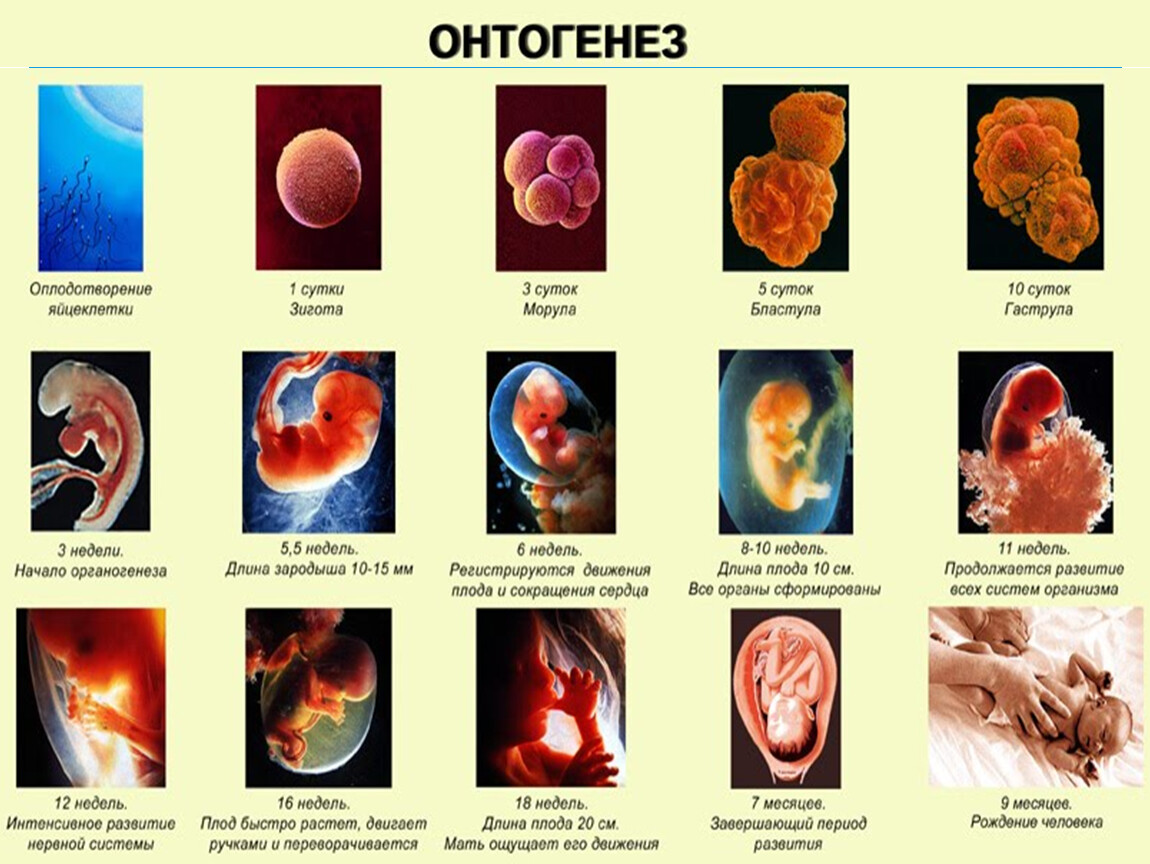 Работа по онтогенезу 10 класс. Онтогенез эмбриональный период онтогенеза. Онтогенез этапы эмбрионального развития. Онтогенез эмбриогенез. Онтогенез человека эмбриональный период.