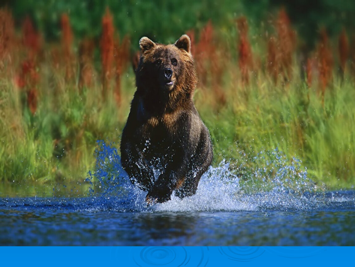 Максимальная скорость бурого медведя км ч. Красивый медведь. Медведь в дикой природе. Дикий медведь. Медведь бежит.