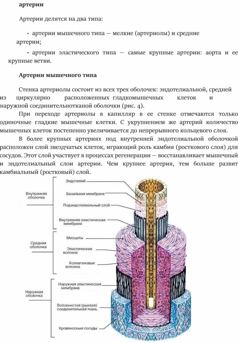 Артерия эластического типа рисунок