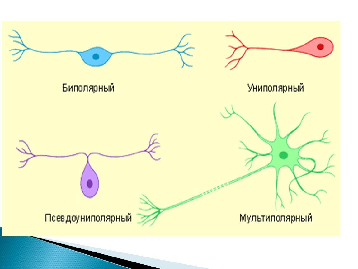 Типы клеток нервной системы. Строение униполярного нейрона. Строение нейрона типы нейронов. Униполярные биполярные и мультиполярные Нейроны. Строение псевдоуниполярного нейрона.