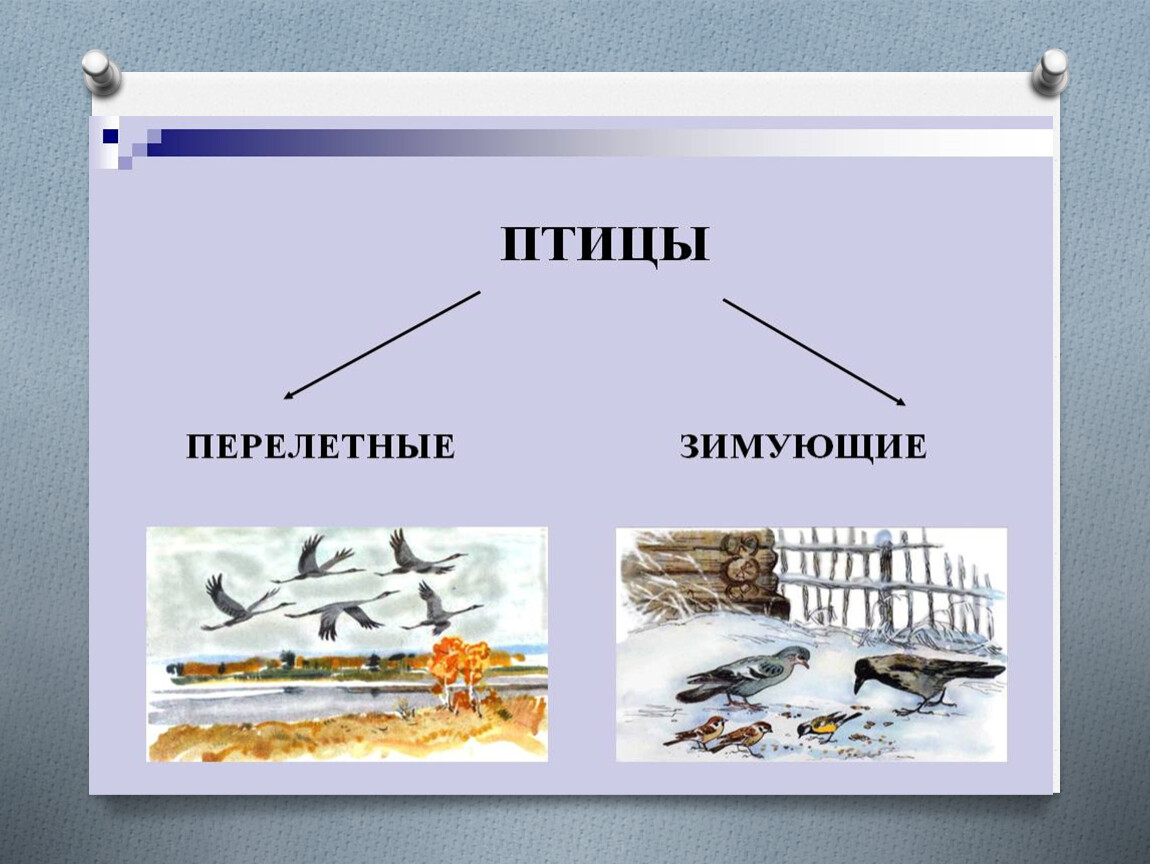 Презентация птицы 1 класс. Перелетные и зимующие птицы. Перелётные птицы и зимующие птицы. Перелётные и зимующие птицы презентация. Где зимуют птицы.