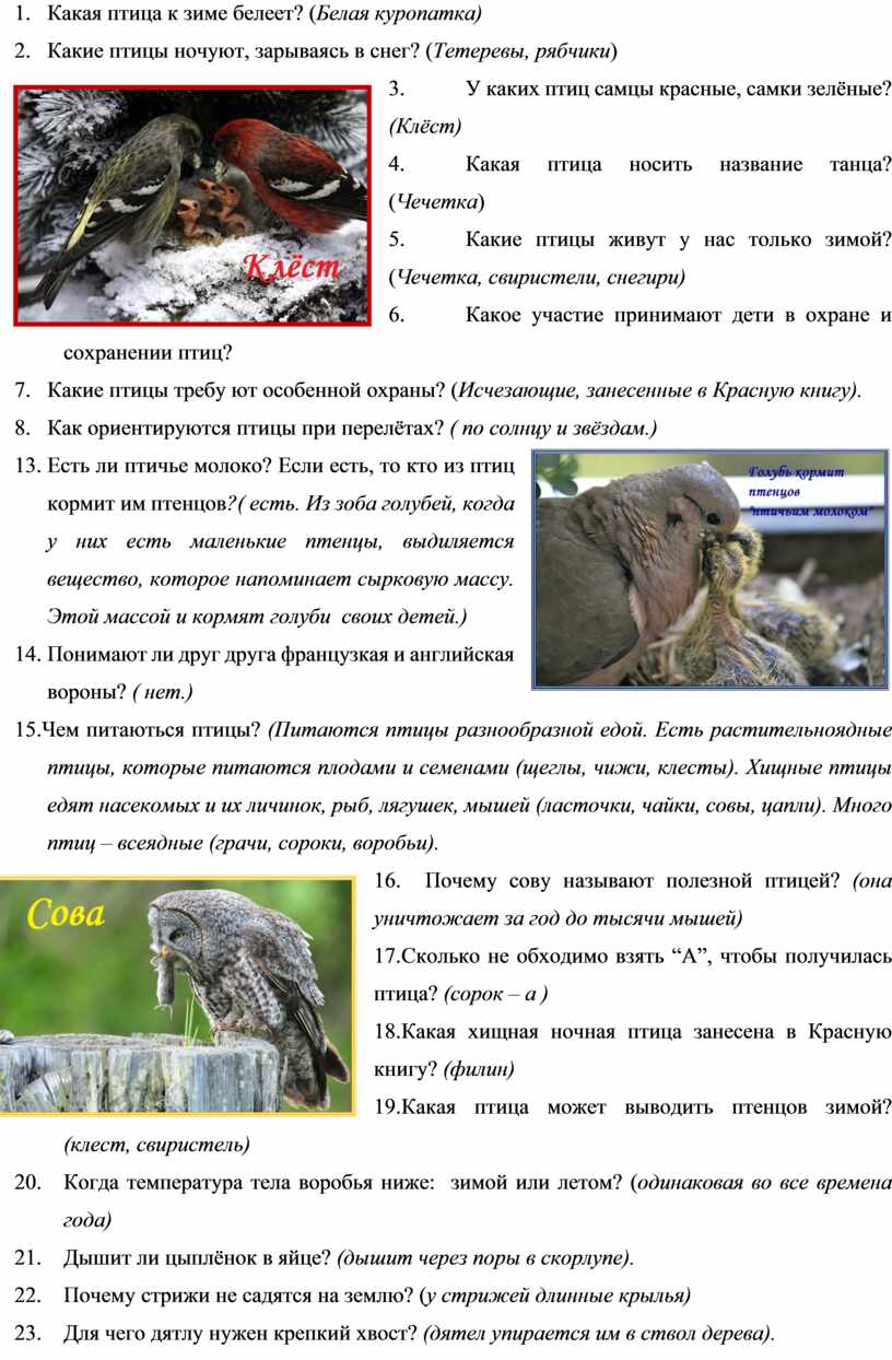 Птицы Северной Осетии Фото И Названия