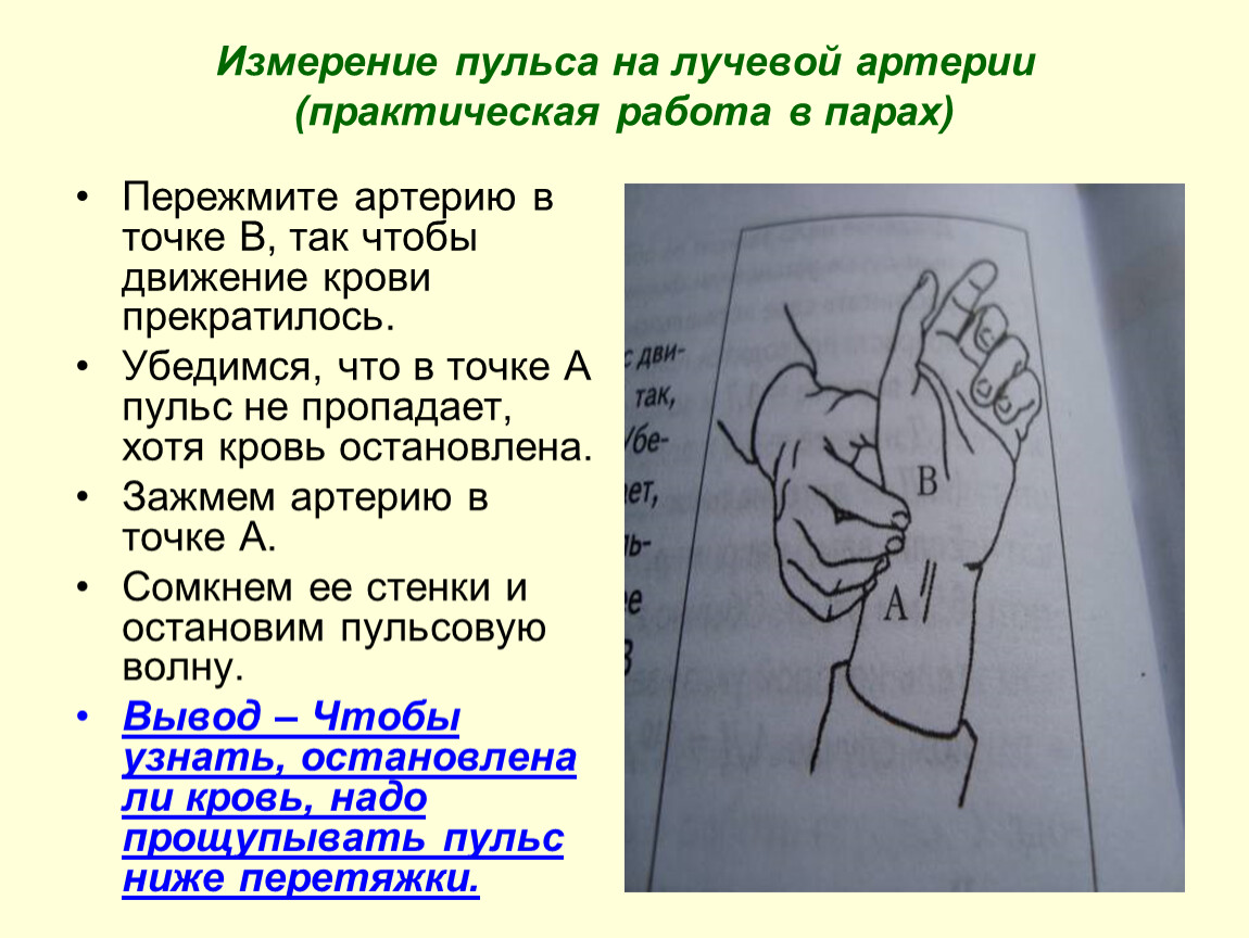 1 измерение пульса. Измерение пульса на лучевой артерии. Исследование пульса на лучевой артерии. Правильное измерение пульса на лучевой артерии. Измерение пульса на лучевой артерии рисунок.