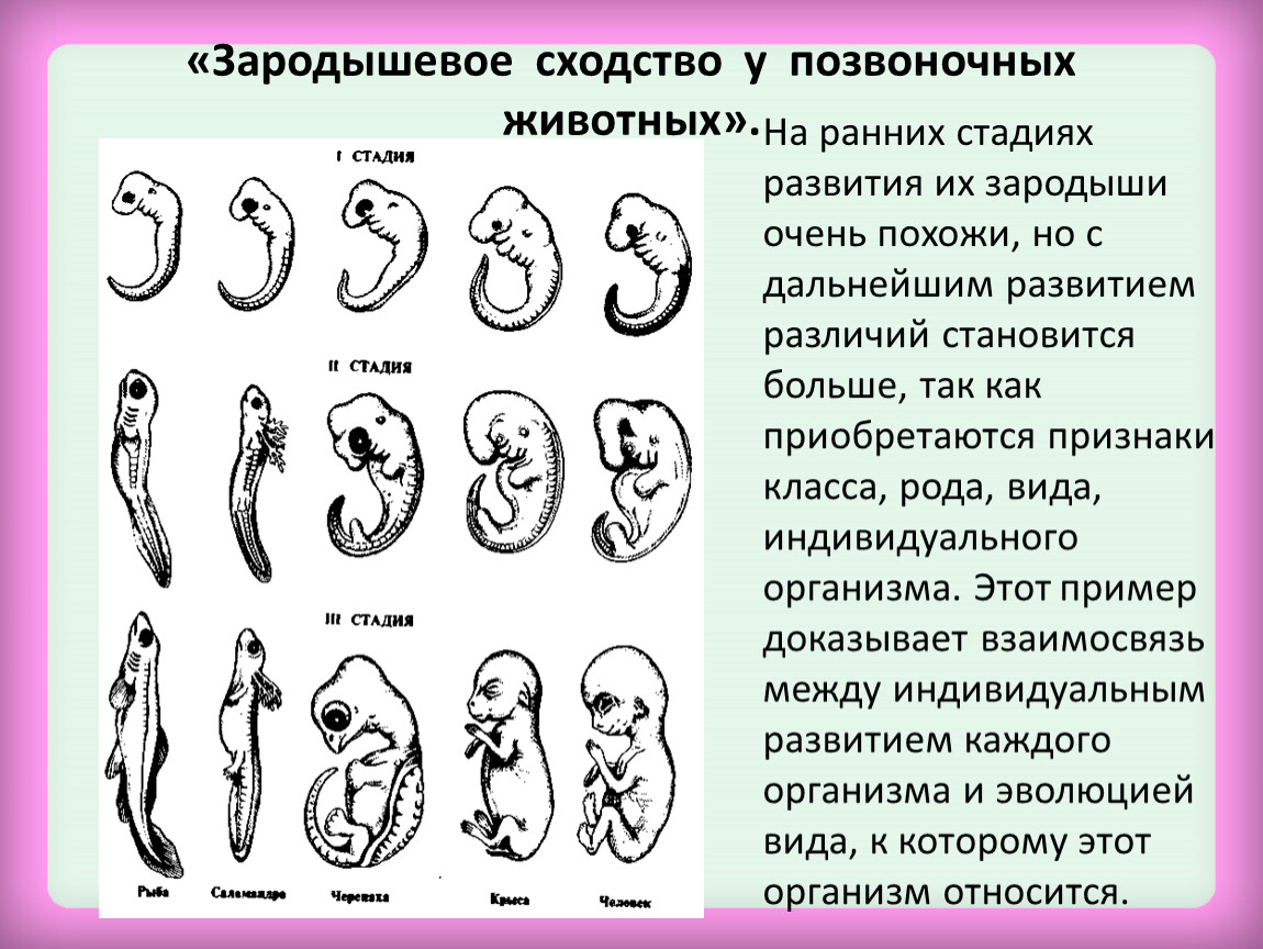 Наличие у зародыша человека. Этапы эмбрионального развития позвоночных животных. Стадии зародышевого развития позвоночного животного. Зародышевое сходство у позвоночных. Сходство стадии зародышевого развития позвоночных.