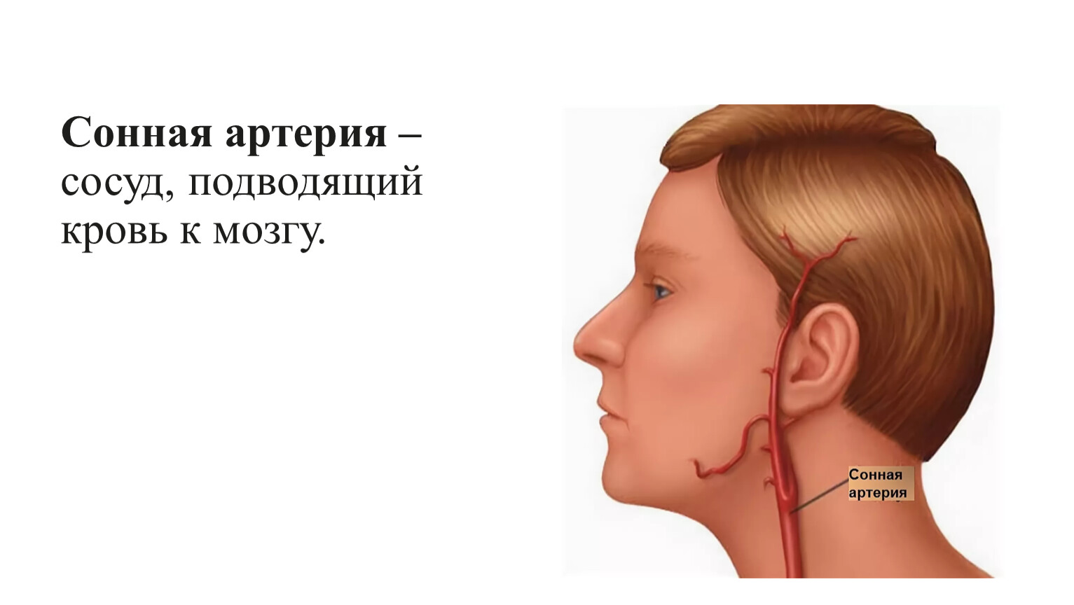 Сонные артерии на шее человека фото. Сонная артерия на шее расположение. Где находится Сонная артер я. Где находится сонаяэртерия.