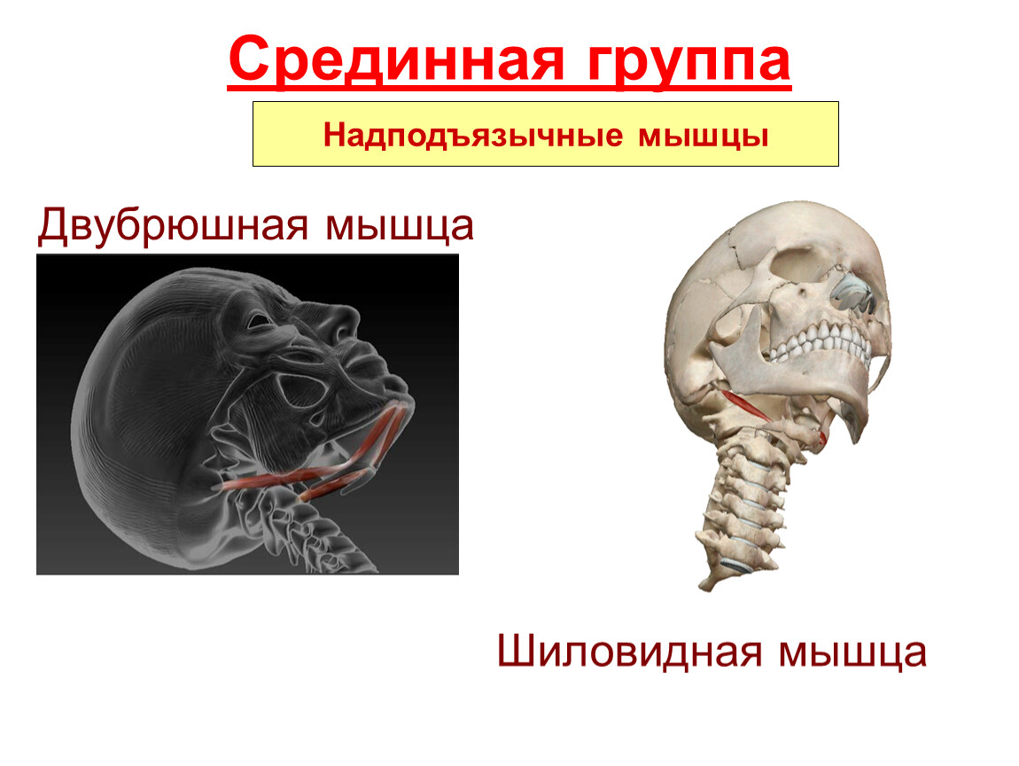 Двубрюшная мышца. Срединная группа надподъязычные мышцы. Переднее и заднее брюшко двубрюшной мышцы. Функция двубрюшной мышцы.