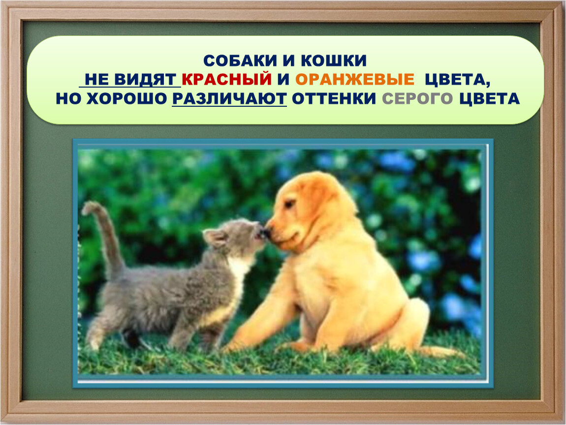 Какие цвета различают кошки. Зрение собак и кошек. Собаки отличают цвета. Различают ли кошки и собаки цвета. Кошки различают цвета.