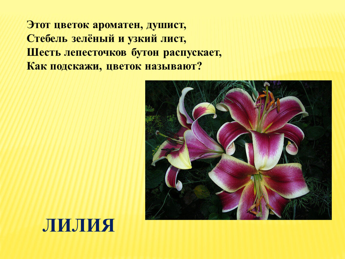 Как назвать этот цветок. Лилии для презентации. Лилия зовут. Пахучий цветок 6 букв.