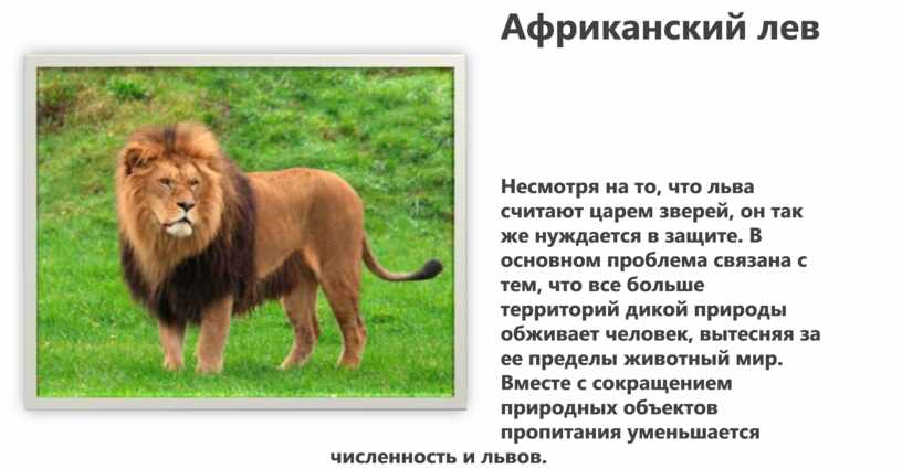Можно считать что львы. Почему Лев считается царем зверей. Вес африканского Льва. Почему Льва называют царем зверей. Африканский Лев красной книги России.