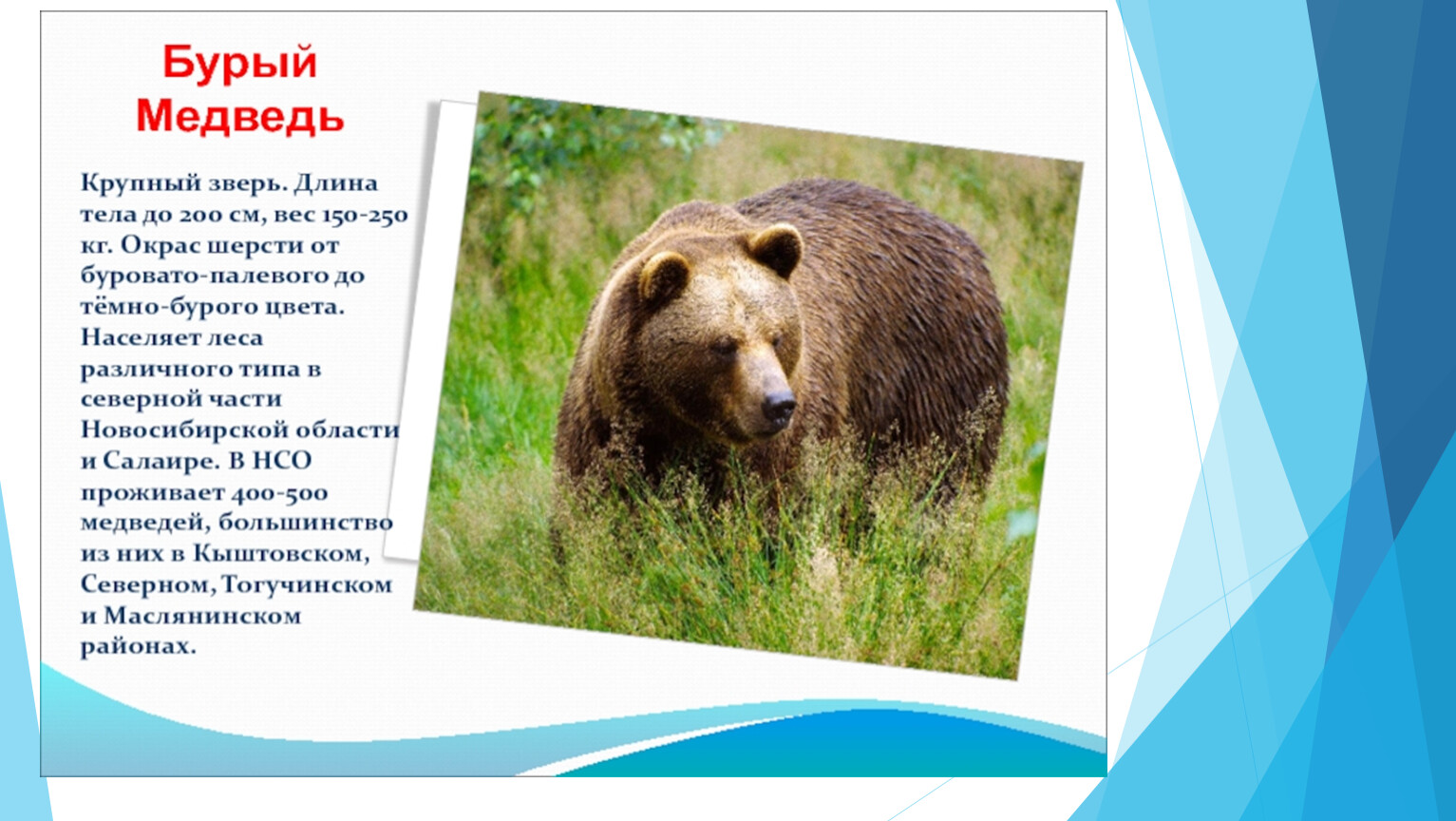Животные которые занесены в красную книгу Новосибирской области
