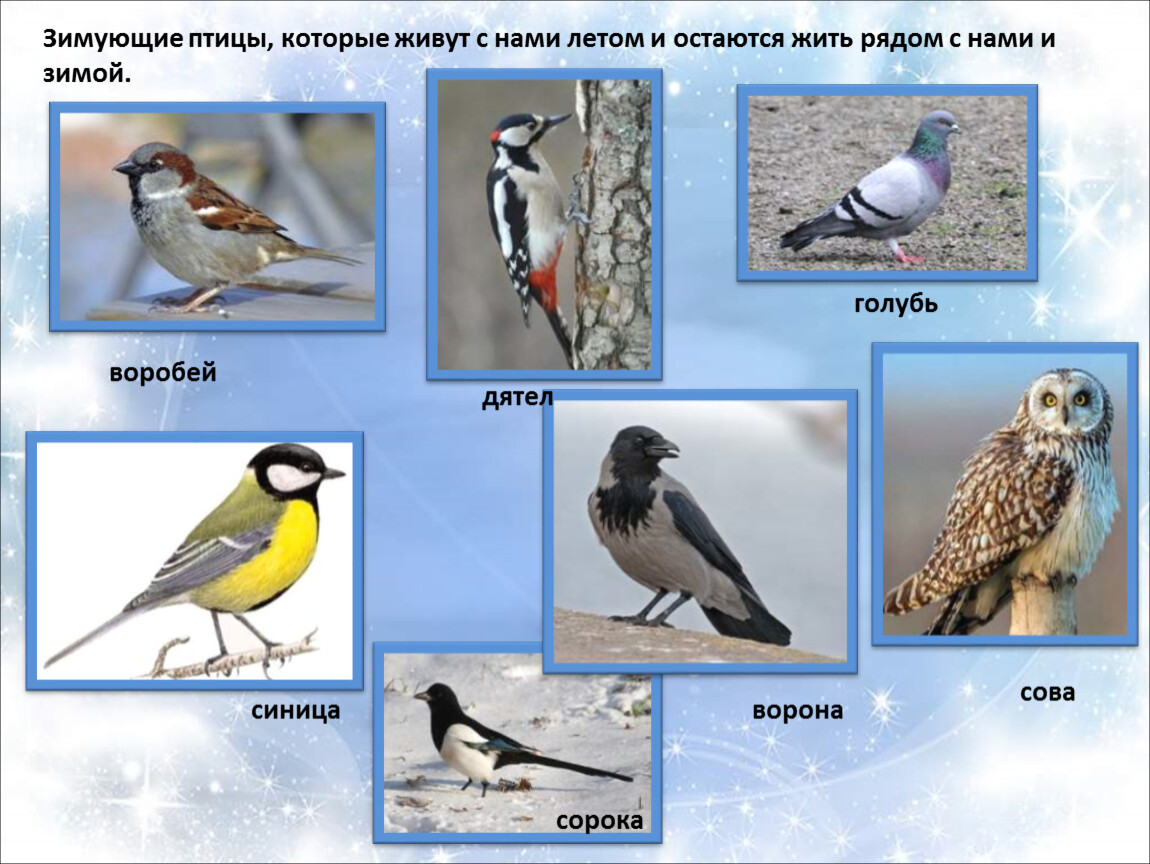 Птицы живущие рядом. Зимующие птицы. Зимующие птицы для детей. Зимние птицы названия. Изображение зимующих птиц.