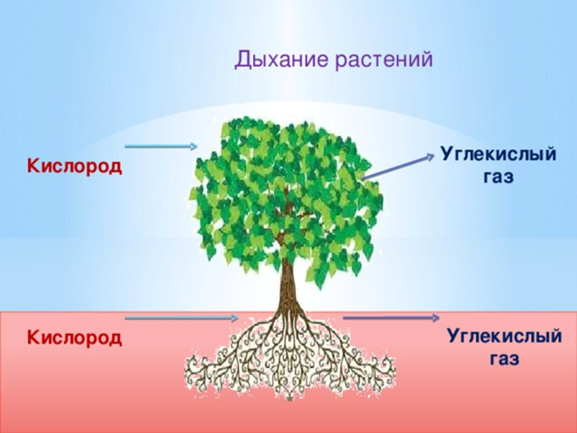 Процесс дыхания растений. Дыхание растений. Дыхание деревьев. Схема процесса дыхания растения.