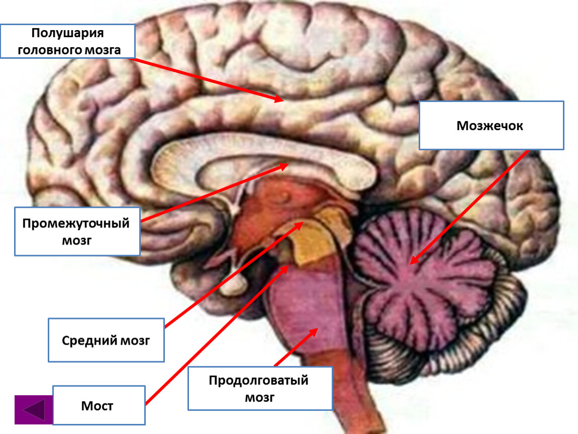 Особенности мозжечка головного мозга. Мозг строение мозжечка анатомия. Строение головного мозга мозжечок промежуточный мозг. Продолговатый мозг,мост,средний мозг, мозжечок,промежуточный. Строение мозжечка в головном мозге.