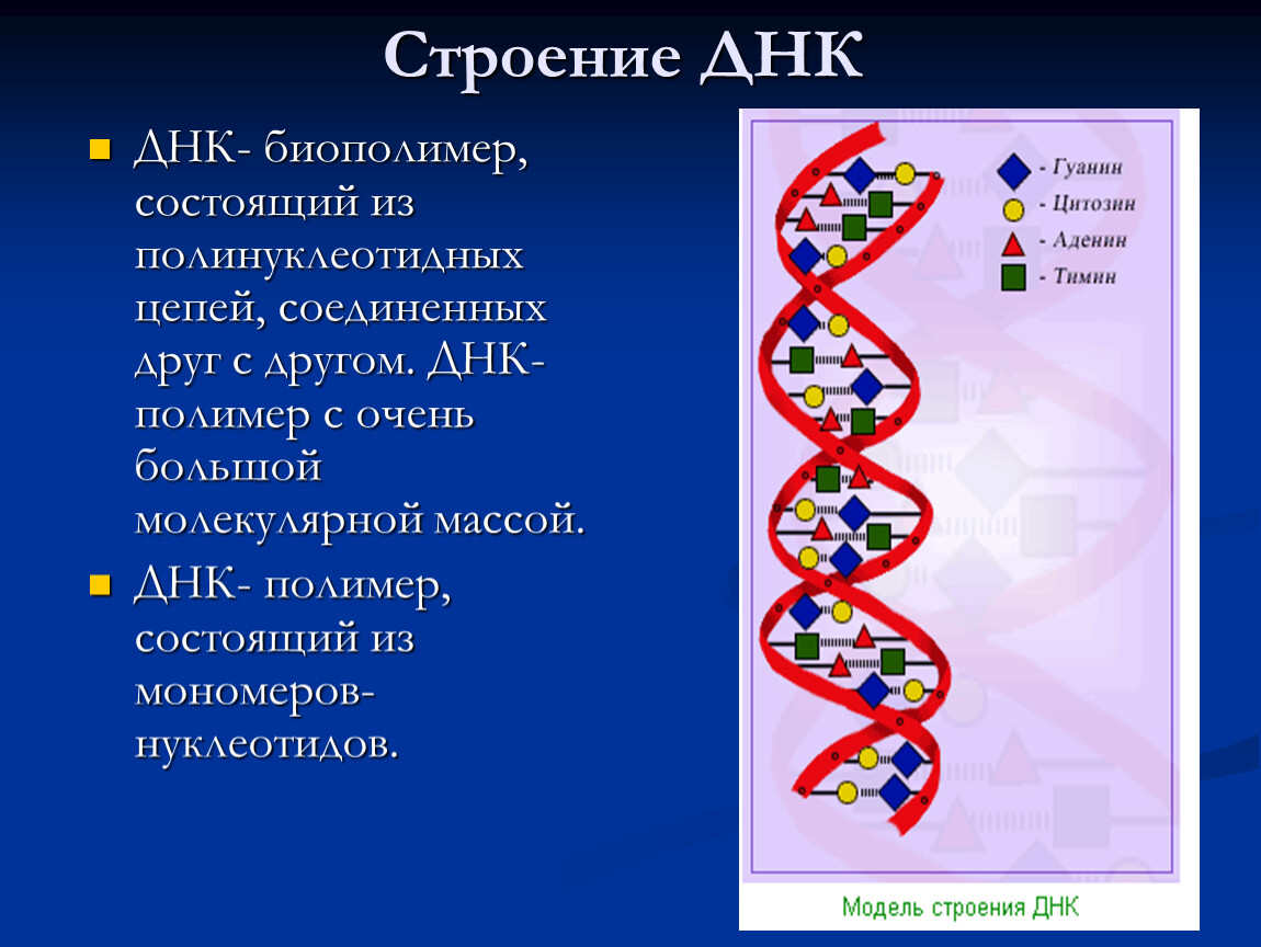 Характеристика структуры днк. Строение ДНК. Структура ДНК. Строение цепи ДНК. Структура полинуклеотидной цепи ДНК И РНК.
