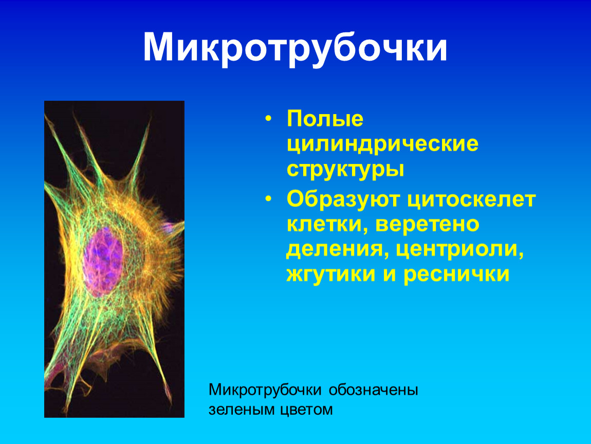 Органоид принимает участие в делении клетки. Цитоскелет микротрубочки. Функции микротрубочек в растительной клетке. Цитоплазматические микротрубочки функции.