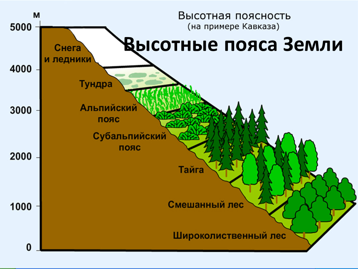 Природные зоны Кавказа Высотная поясность
